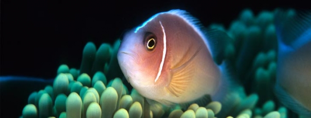 Experiencias únicas en 20.000 lugares bajo el mar 